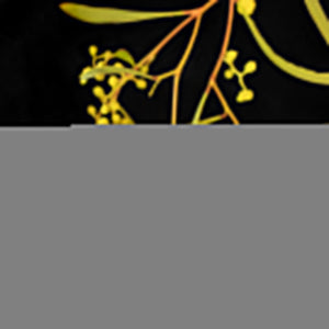 TEA, TRADITION AND THE WISDOM OF WATTLE