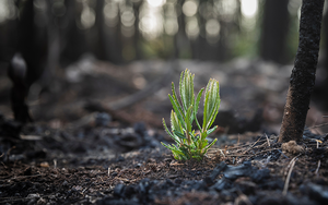 Plant 2 Trees!