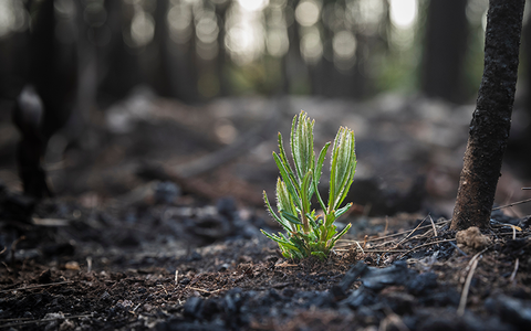 Plant 2 Trees!