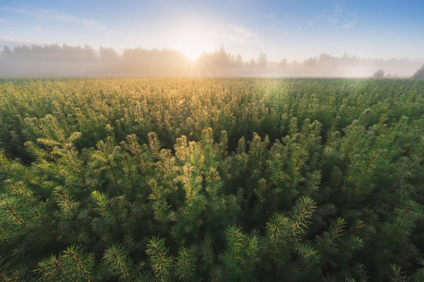 Plant 2 Trees!